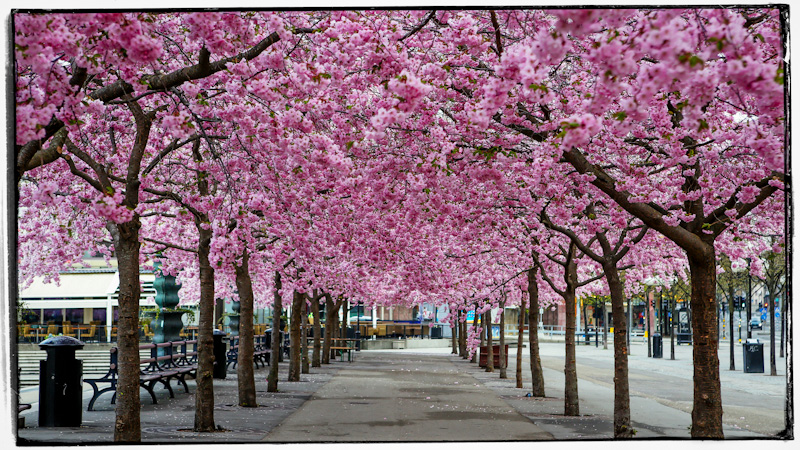 cheery blossom