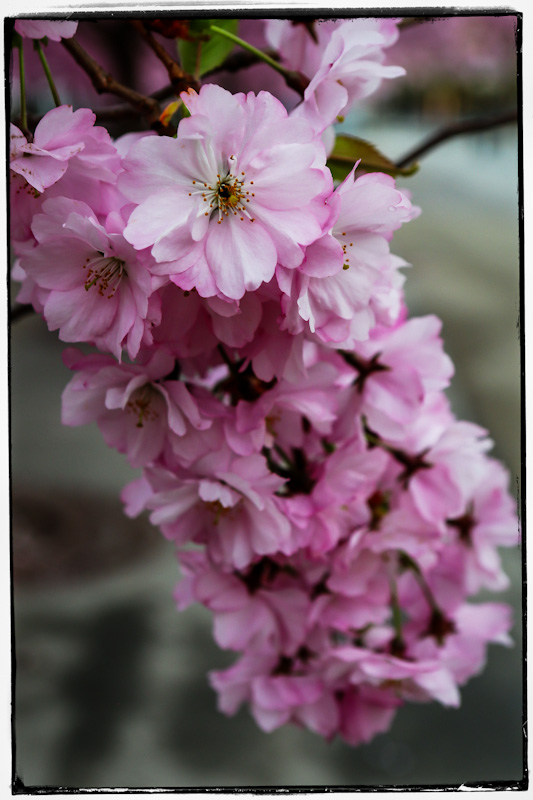 cheery blossom 