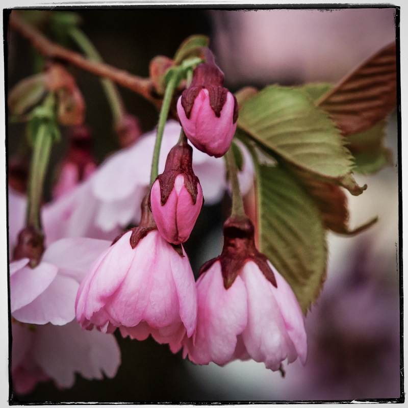 prunus_accolade_small_3