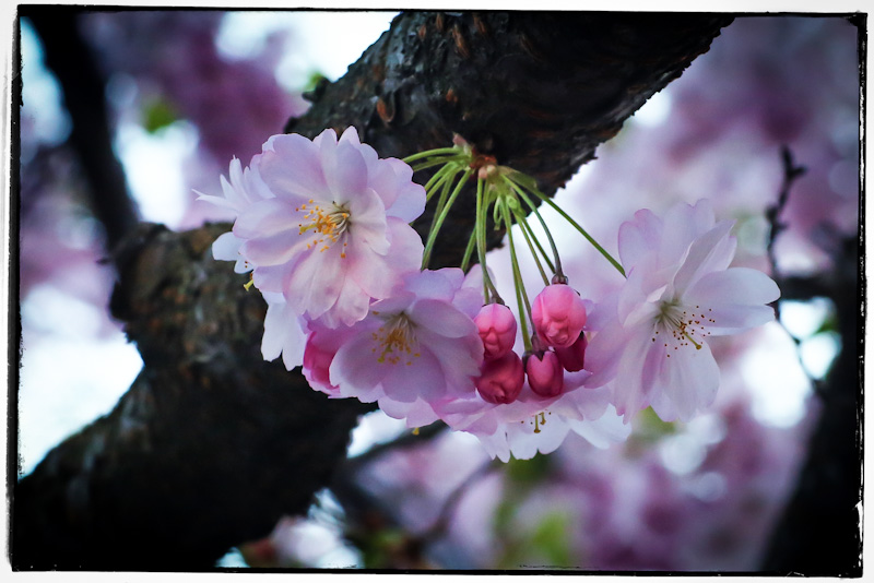 cheery blossom