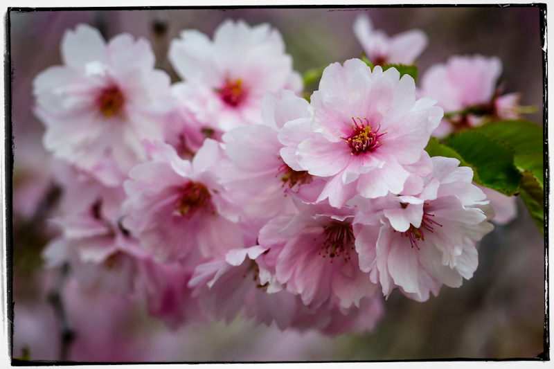 cherry blossom