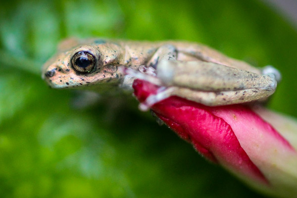 frog haiti